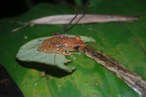 Peter's Tree Frog