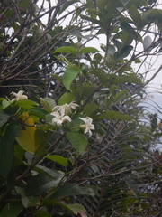 Jasminanthes mucronata