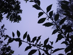 Quechualia fulta