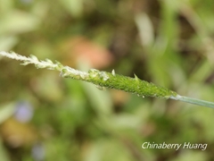 Alopecurus aequalis amurensis