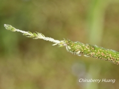 Alopecurus aequalis amurensis