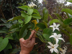 Jasminanthes mucronata