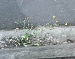 (c) Jared Shorma, some rights reserved (CC BY) Brassica fruticulosa, photograph (c) Jared Shorma, some rights reserved (CC BY)