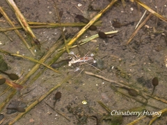 Gerris gracilicornis