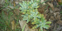 Sedum pachyphyllum