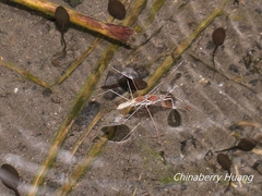 Gerris gracilicornis