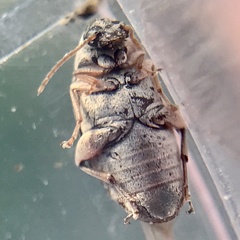 Algarobius prosopis