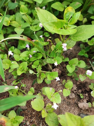 Craterostigma nummulariifolium observed 2026-07-11