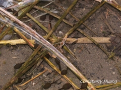 Gerris gracilicornis