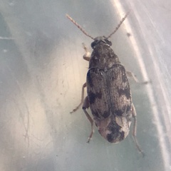 Algarobius prosopis