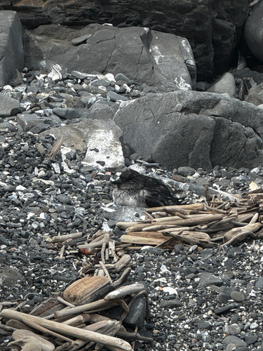 Cassin's Auklet (Ptychoramphus aleuticus), photo 7