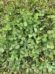 Trifolium repens
