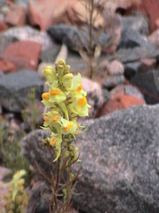 Linaria vulgaris