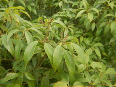 Quercus myrsinifolia