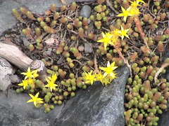 Sedum acre