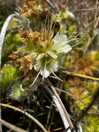 Phacelia argentea, photograph 6