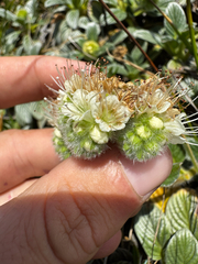 (c) Parker James Lloyd, some rights reserved (CC BY) Phacelia argentea, photograph (c) Parker James Lloyd, some rights reserved (CC BY)