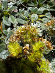 (c) Parker James Lloyd, some rights reserved (CC BY) Phacelia argentea, photograph (c) Parker James Lloyd, some rights reserved (CC BY)