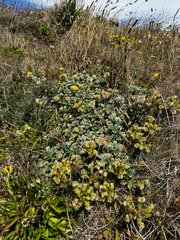 (c) Parker James Lloyd, some rights reserved (CC BY) Phacelia argentea, photograph (c) Parker James Lloyd, some rights reserved (CC BY)