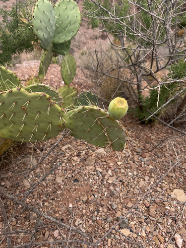 Engelmann's Pricklypear