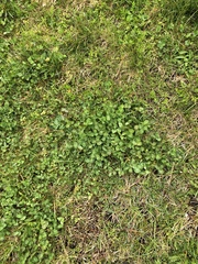 Trifolium repens