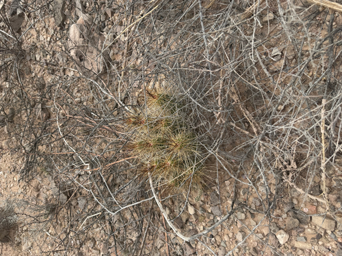 strawberry hedgehog cactus