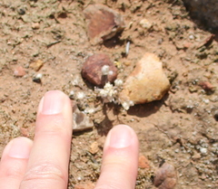 Stylocline gnaphaloides