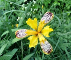 Iris variegata