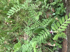 Vicia sativa
