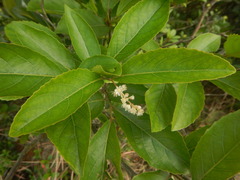 Homalium cochinchinense