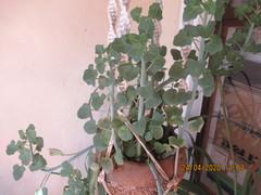 Baculellum articulatum