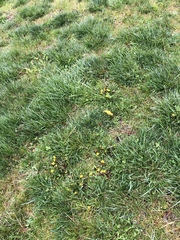 Taraxacum