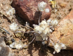 Stylocline gnaphaloides