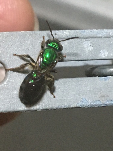 Halictidae image