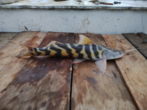 Dourade zebra (Brachyplatystoma juruense) — Pimelodidae