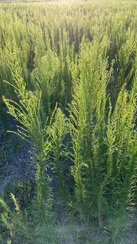 horseweed