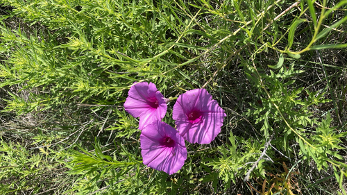 Bush Morning-glory