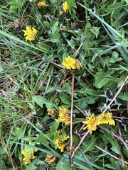 Taraxacum