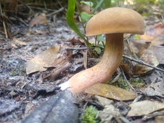 Tylopilus minor