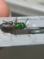 Pseudaugochlora graminea