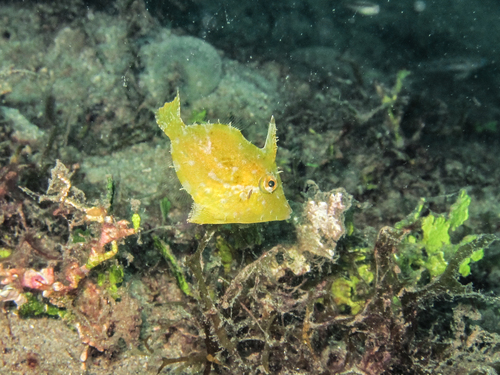 Hair-finned filefish (Paramonacanthus oblongus) — Monacanthidae