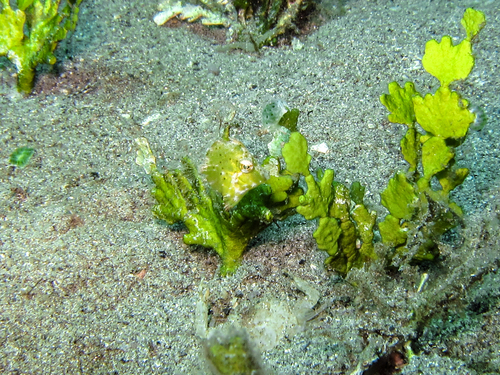 Hair-finned filefish (Paramonacanthus oblongus) — Monacanthidae — 4