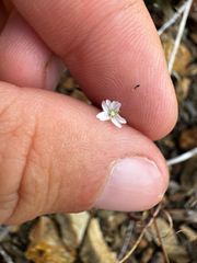 Epilobium minutum, photograph (c) Parker James Lloyd, some rights reserved (CC BY)