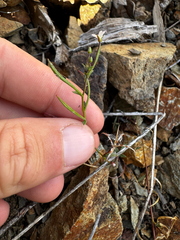 Epilobium minutum, photograph (c) Parker James Lloyd, some rights reserved (CC BY)