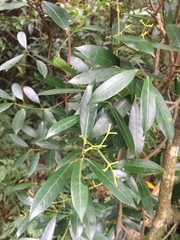 Anodendron affine