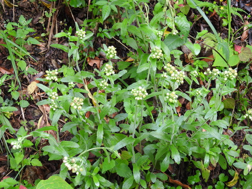 Image of Eschenbachia japonica by (c) 黃美滿, some rights reserved (CC BY)