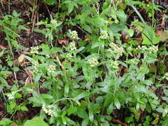 Eschenbachia japonica