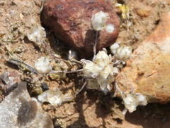 Stylocline gnaphaloides