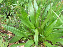 Plantago lanceolata