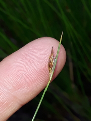 Carex uhligii
